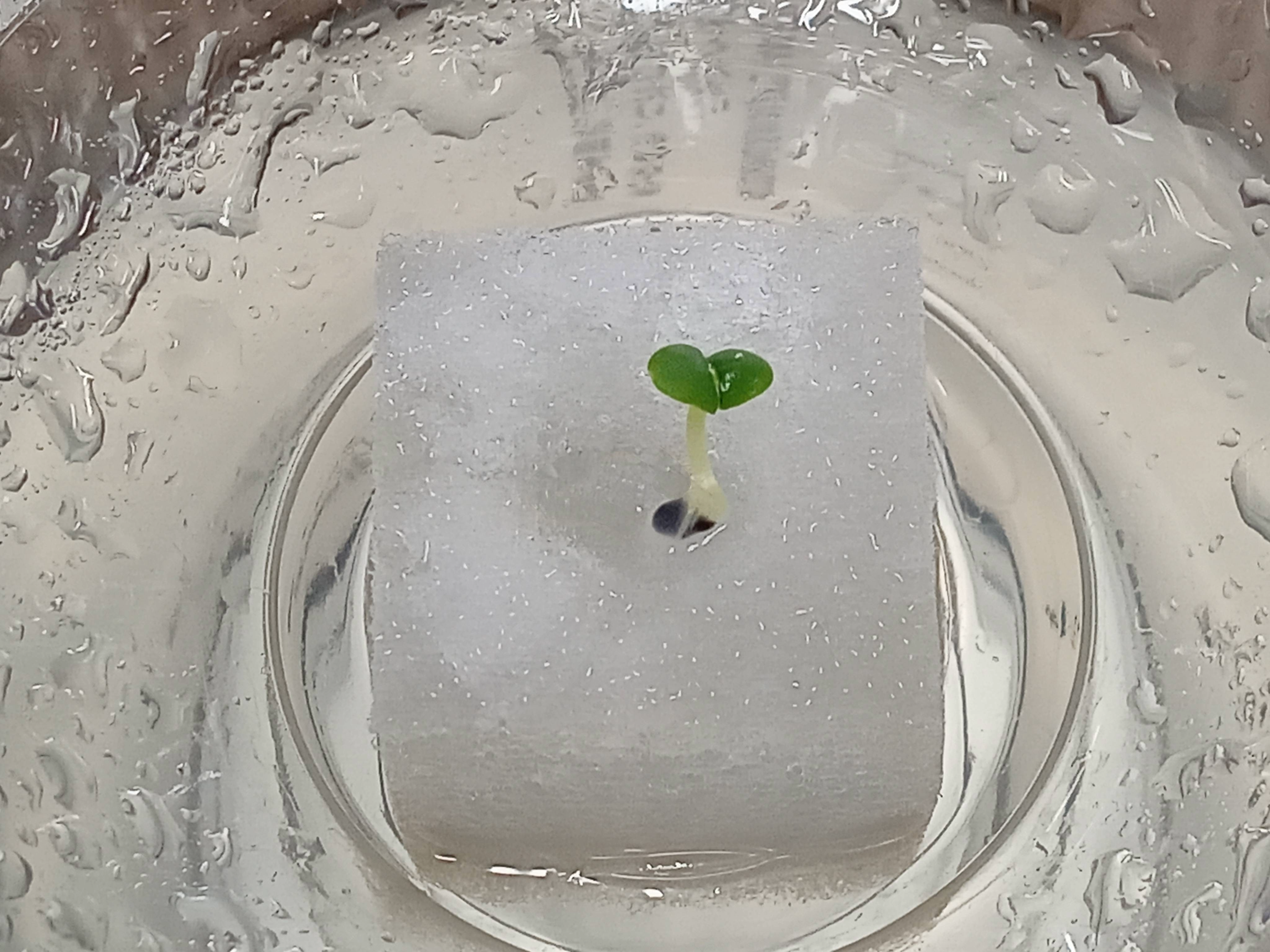 スポンジ培地利用イメージ