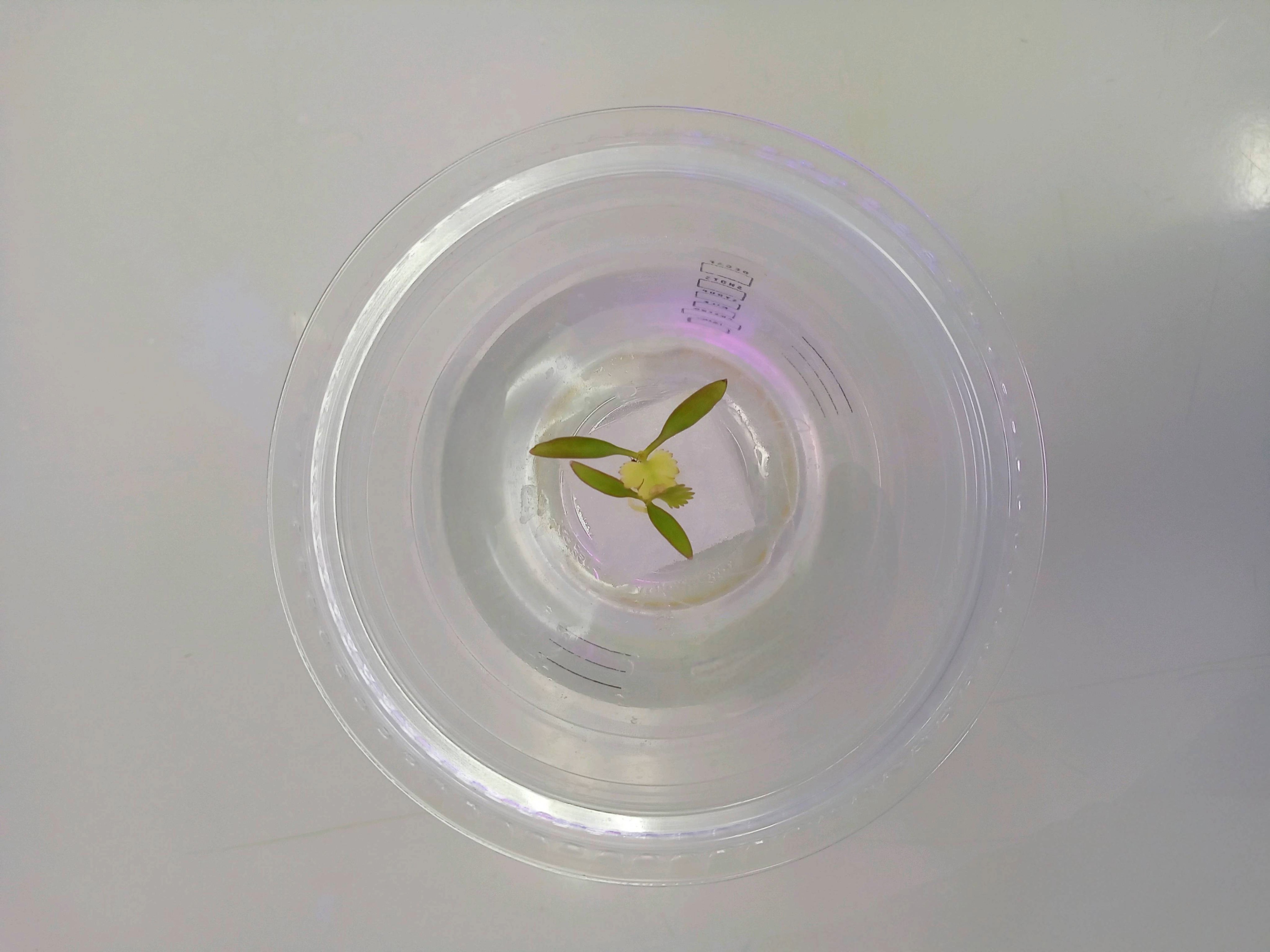 スポンジ培地使用例