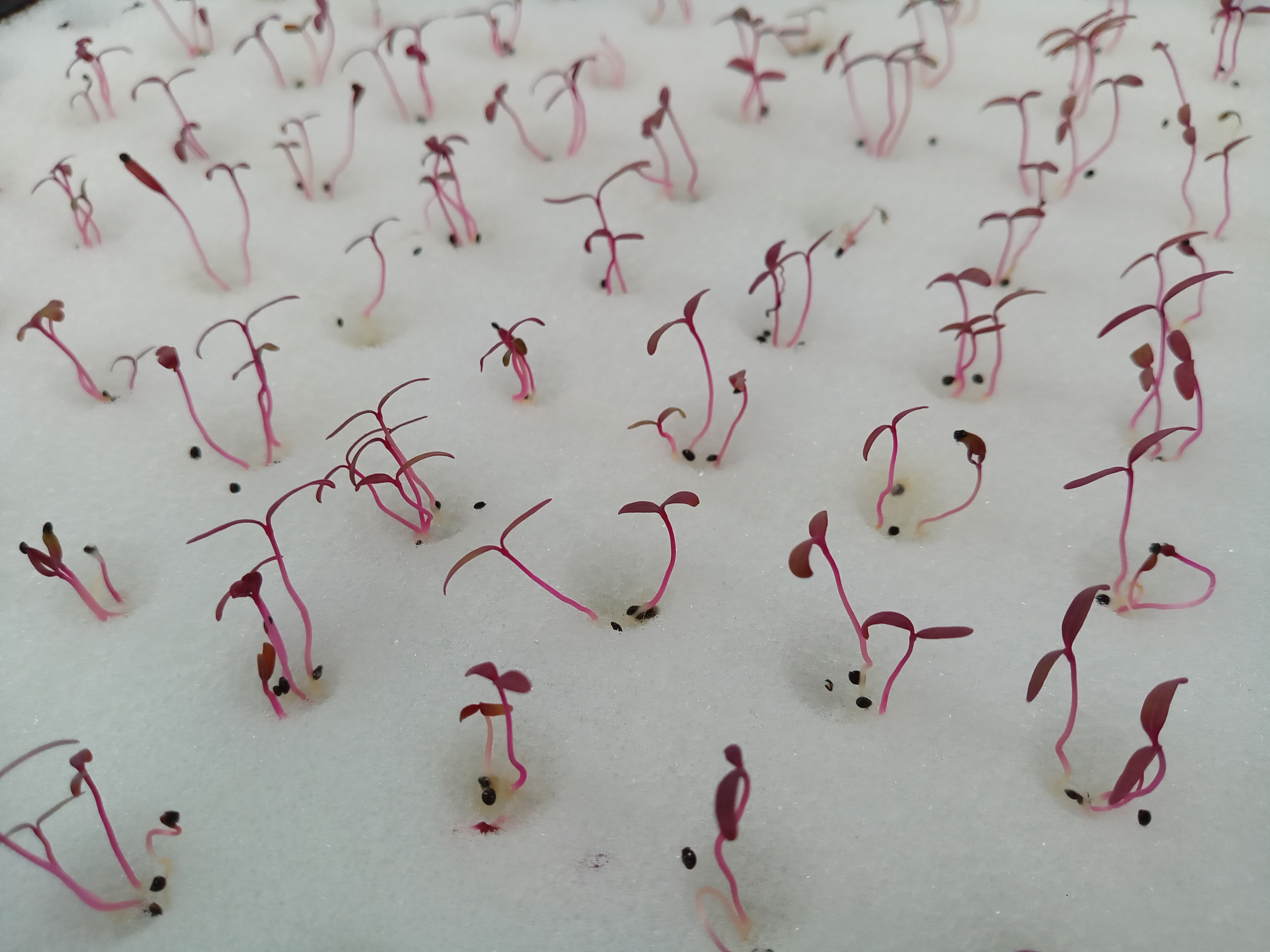 培地利用イメージ